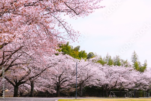 満開の桜の公園