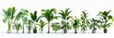 HD Tropical Plants