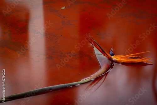 Long exposure photograph of a Strelitzia Nicolai lying on a stoep (Veranda) in the rain, creating a marble like background yielding a Tretchikoff kitsch atmosphere, Pretoria, Gauteng , South Africa