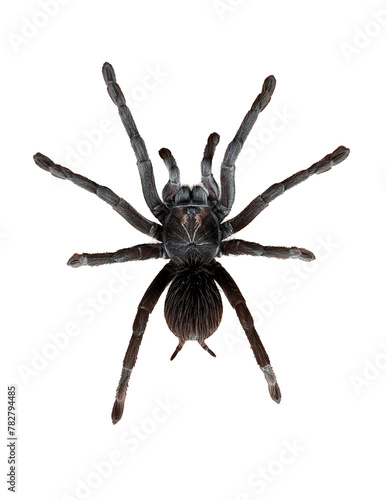 Wolf spider isolated on white background
