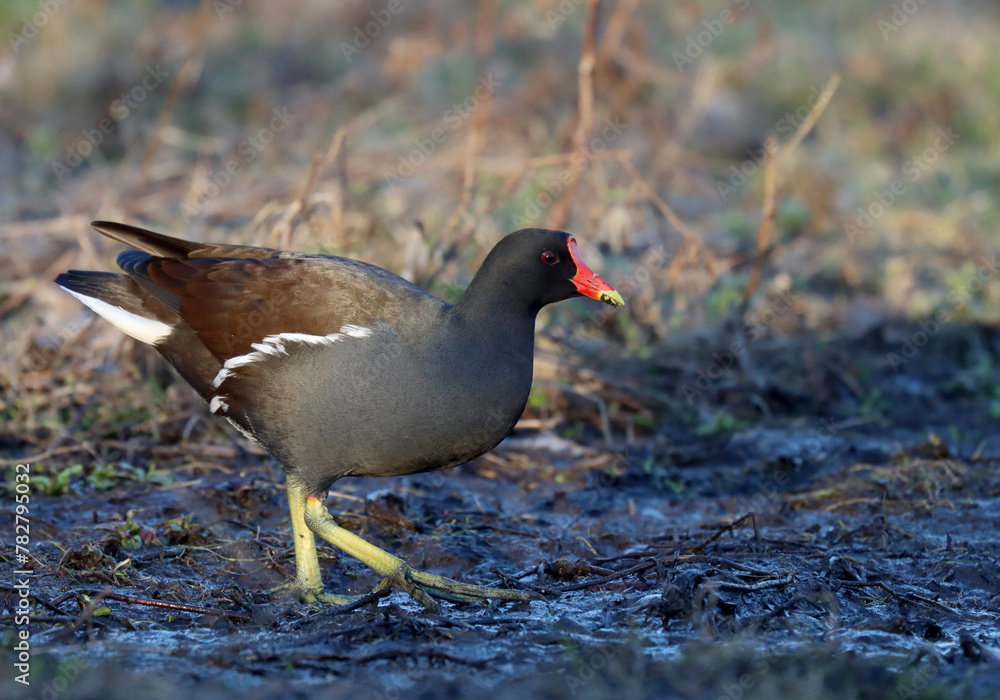 Common moorhen Common moorhen