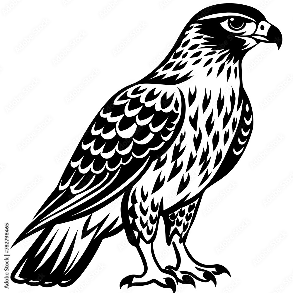 eagle isolated on white eagle isolated on white