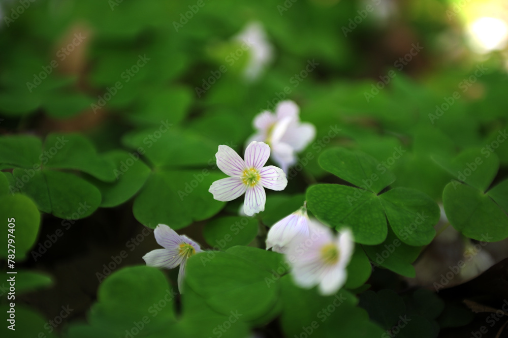 Blooming Common Oxalis (Oxalis acetosella L.) Blooming Common Oxalis (Oxalis acetosella L.)