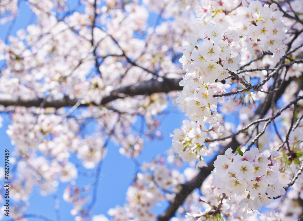 満開のソメイヨシノ桜と青空