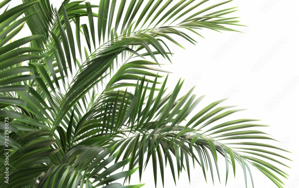 Green leaves isolated on white background and free copy space Green leaves isolated on white background and free copy space