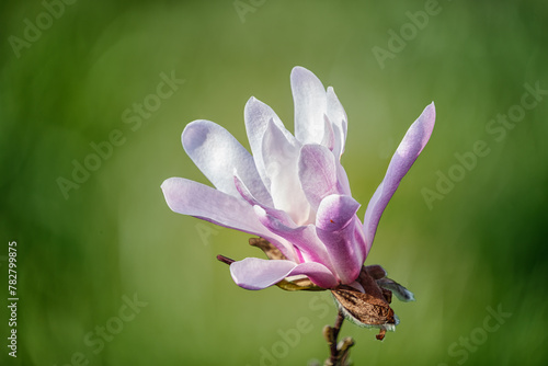 Belle fleur de printemps