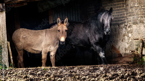 Un couple, âne et cheval