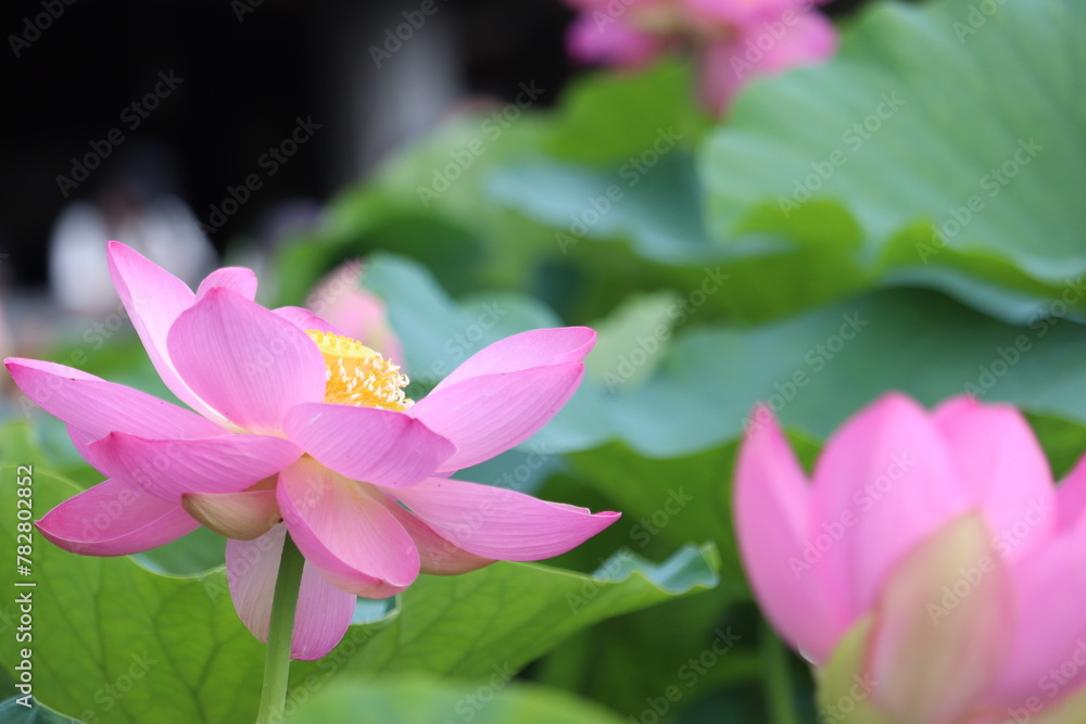 pink lotus flower