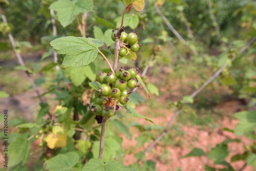 Korean Dendropanax,황칠나무 Korean Dendropanax,황칠나무
