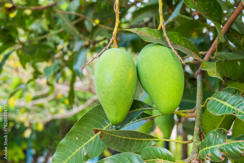 Close up of Fresh green Mangoes hanging on the mango tree in tropical fruits garden in Thailand,Agricultural industry concept,Summer fruit garden orchard or little forest.