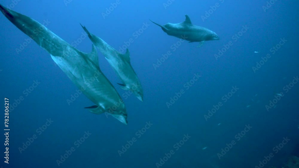 Bottlenose dolphins turn in unison in blue water around Revillagigedo Islands Bottlenose dolphins turn in unison in blue water around Revillagigedo Islands