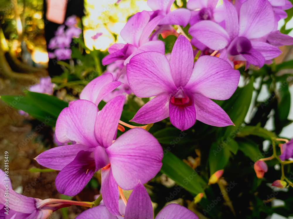 Orchid Larat and its Latin name is Dendrobium Bigibbum. Spread across the Indonesian island, it is a charming and beautiful purple color. Orchid Larat and its Latin name is Dendrobium Bigibbum. Spread across the Indonesian island, it is a charming and beautiful purple color.