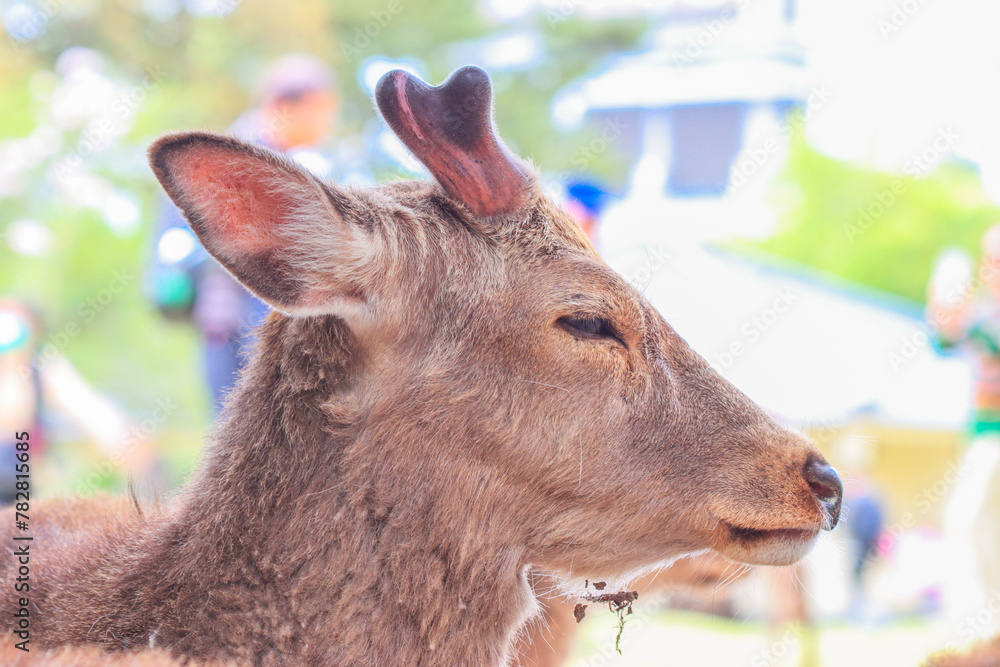 Fototapeta premium Sika deer, Japanese deer, Nara Park, Nara, Japan - Cervus nippon