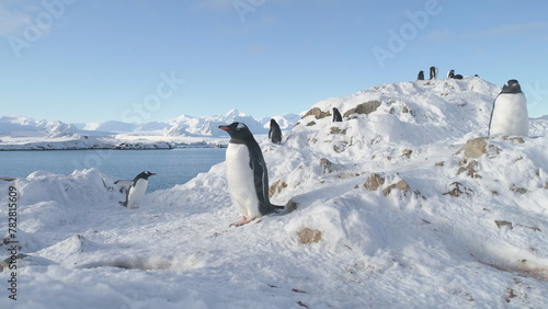 Penguins Group Antarctic Wildlife Portrait. Gentoo Colony Builds Nests and Hatches Eggs. Cute South Pole Bird Look at Snow Stone to Build Nest. Family Wild Life Scenery. Static