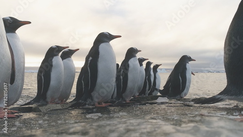 Gentoo Penguin Stand on Frozen Ice Rock Shore. Antarctic Wildlife Animal. South Arctic Bird Group Come on Sea Beach Out Cold Water Close-up Locked-off