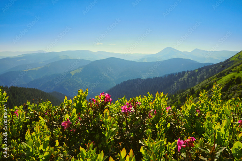 Fototapeta premium Pink flowers of a blooming Carpathian rhododendron on a summer, sunny day against the backdrop of a beautiful mountain landscape