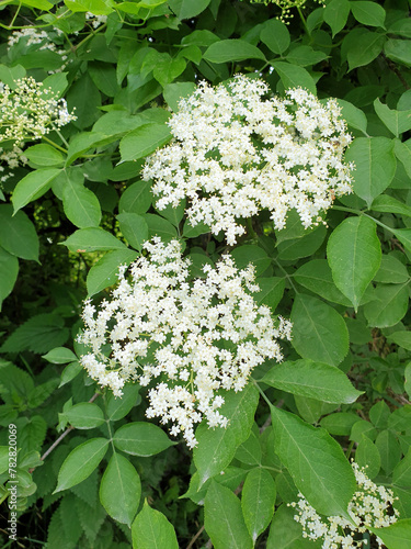 white flowers of Sambucus and green leaves - elder or elderberry bush
