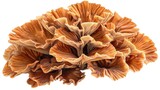 chanterelle mushrooms, mushroom coral, coral-like, orange color tones, mushroom isolate on white background