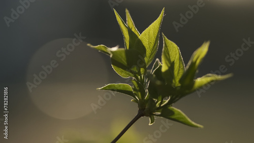 Young green leaves on tree in spring 