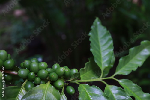 organic arabica coffee green beans on hand in farm.harvesting Robusta and arabica  coffee berries by agriculturist hands,Worker Harvest arabica coffee berries on its branch, harvest concept.