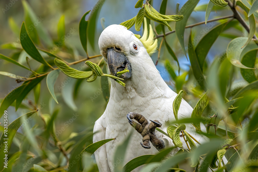 Corella cockatoos eating leaves near Brisbane, Queensland, Australia Corella cockatoos eating leaves near Brisbane, Queensland, Australia