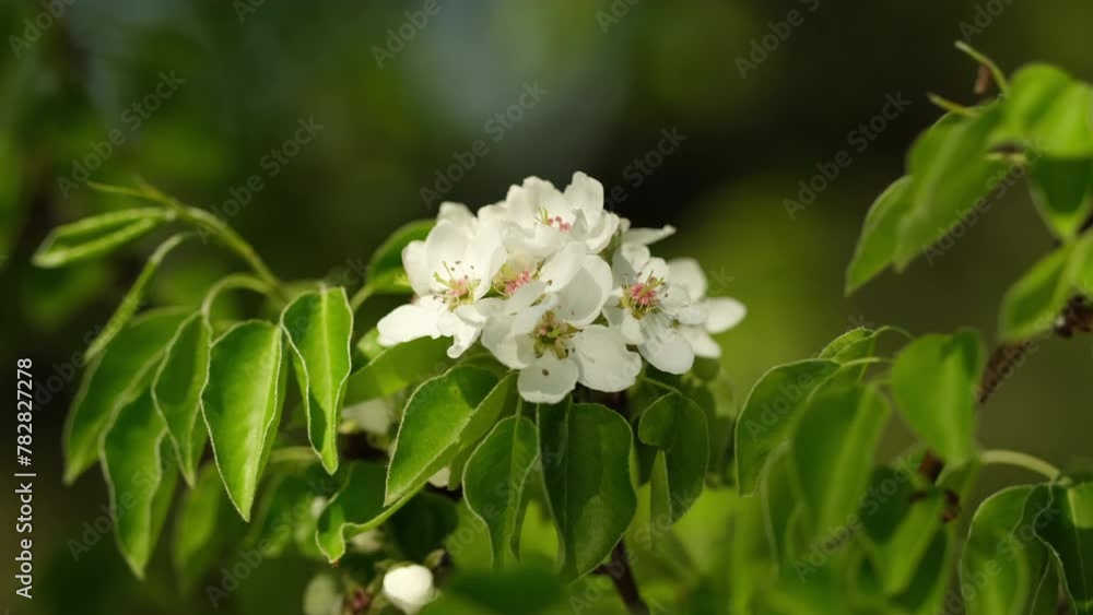 Spring blooming trees pear. White flowers blossom on a pear tree, close up Spring blooming trees pear. White flowers blossom on a pear tree, close up