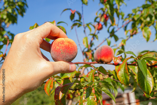 Zbieranie brzoskwiń z drzew, Zbiory brzoskwiń | Picking peaches of the trees, Peach Harvest