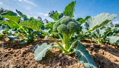 Broccoli - Brassica oleracea - an edible green vegetable plant in the cabbage family growing in nutrient dense soil, earth, dirt side view with blue sky background