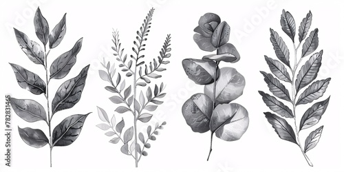Leafy botanical illustration featuring fern, eucalyptus, and boxwood on a vintage floral background, with isolated black and white design elements.