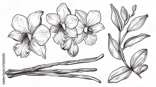 A set of Vanilla Blossoms and Stems, hand-drawn illustrations of an Orchid Blossom and seedpods on a separate background, bundled with a sketch of a spice in a linear art style created with black ink.