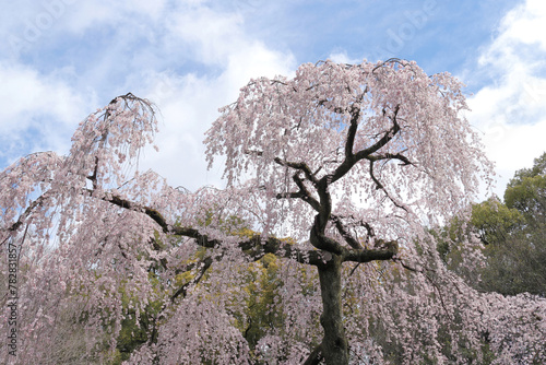 京都御苑　出水の桜