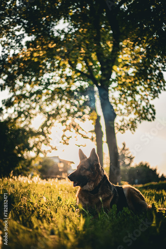 German Shepherd Dog on a Lawn Sunset (ID: 782832471)