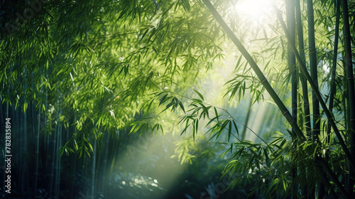 bamboo forest in the morning.