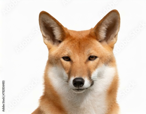 Close-up of the face of an Australian dingo © Rex Wholster