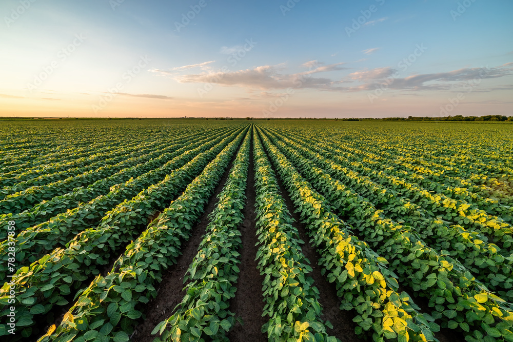 Beautiful rural landscape of a vast soybean field at sunset - obrazy, fototapety, plakaty 