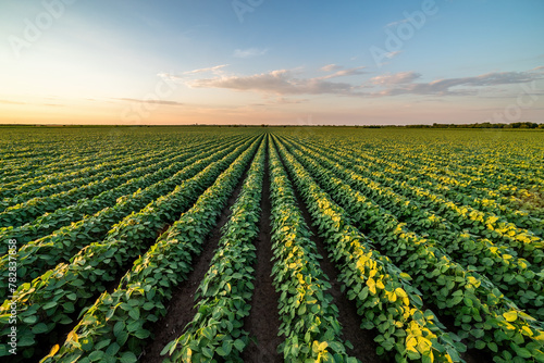 Beautiful rural landscape of a vast soybean field at sunset © oticki