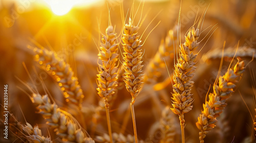 Golden wheat field under sunset light