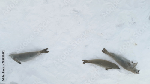 Weddell Seal Family Lie Snow Surface Aerial View. Arctic Crabeater Rest on Winter Ocean Ice in Antarctica Frozen Peninsula Coast Drone Flight Top photo