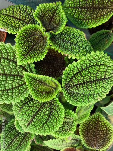 Pilea involucrata chiamata pianta dell'amicizia. Pianta decorativa rampicante originaria dell'America centrale e meridionale. photo
