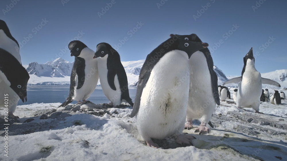Obraz premium Antarctic Adelie Penguin Couple Play Closeup. Antarctica Ocean Bird Flock Mating Games Behavior at Arctic Nature Landscape Rock Background. Wild Animal Family Love