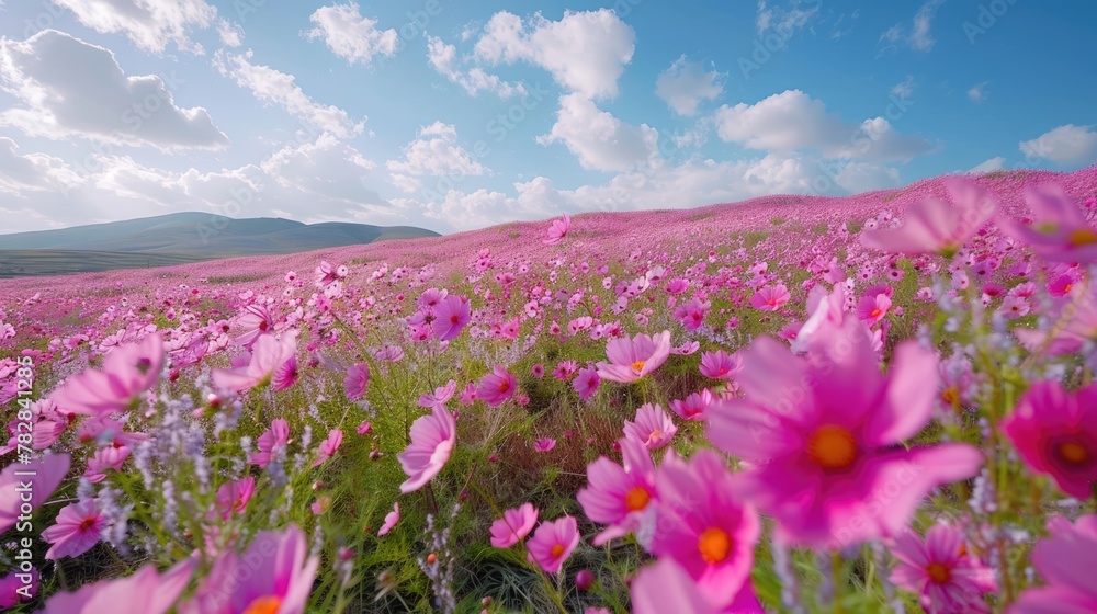 Vibrant Cosmos Blooms in a Field of Colorful Flowers - Nature's Beauty at Its Best Vibrant Cosmos Blooms in a Field of Colorful Flowers - Nature's Beauty at Its Best