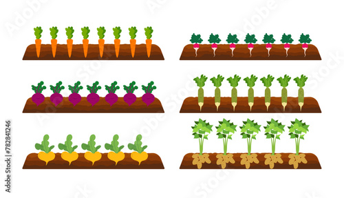 Garden, beds with vegetables. Organic and healthy food. Root veggies. Plants showing root structure below ground level, veggies growing and planting. Flat style, vector illustration