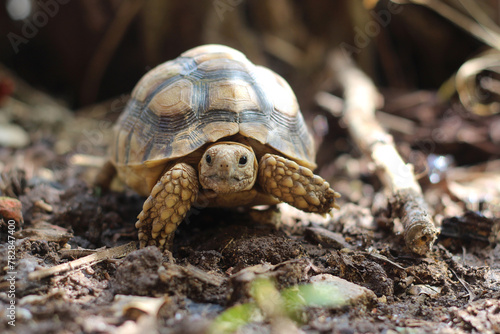 African Sulcata Tortoise Natural Habitat,Close up African spurred tortoise resting in the garden, Slow life ,Africa spurred tortoise sunbathe on ground with his protective shell ,Beautiful Tortoise © Aekkaphum