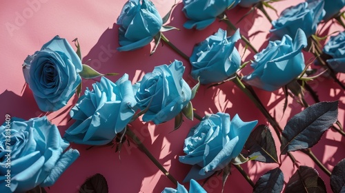 Fascinating blue rose flower adorned on pink background. Love or Valentine's Day Concept.