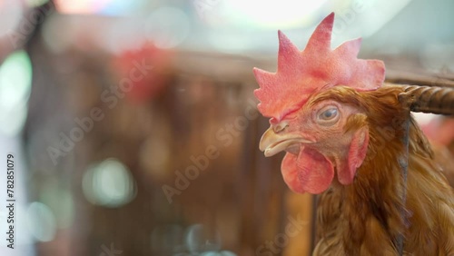 Portrait of a hen or chicken in a farm cage, animal welfare, biosecurity photo