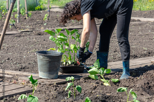 A woman plants eggplants in the ground in the spring