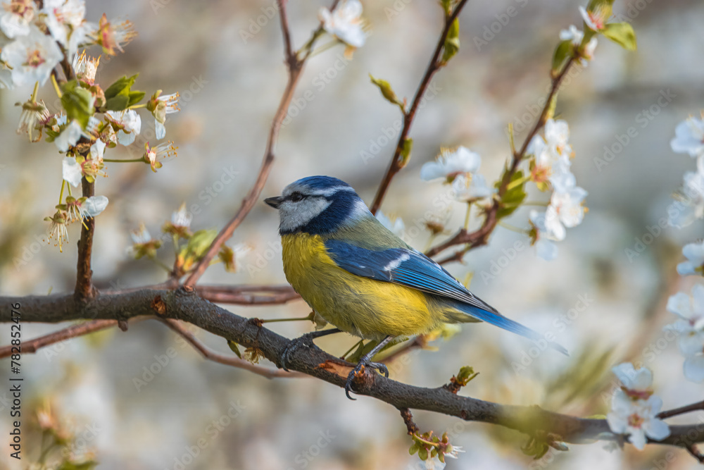 Eurasian blue tit sits on a thin branch with white flowers perpendicular to the camera lens on a sunny spring evening. Close-up portrait of Eurasian blue tit with between white flowers. Eurasian blue tit sits on a thin branch with white flowers perpendicular to the camera lens on a sunny spring evening. Close-up portrait of Eurasian blue tit with between white flowers.