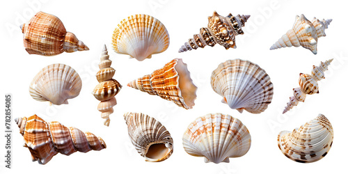 Collection of seashells on white