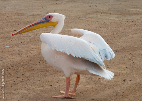 Schilderij op canvas Great white pelican (Pelecanus onocrotalus) taking off from a  beach in Walvis B