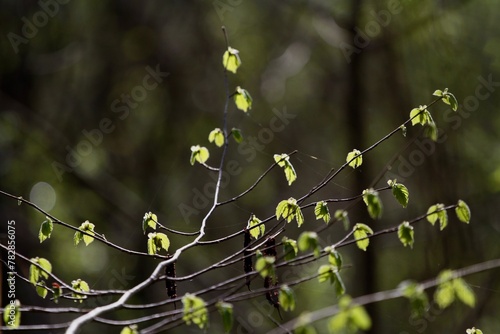 young shoots protrude from a spring flowering tree © marco